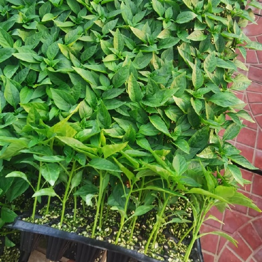 寿光市螺丝辣椒苗 尖椒苗，线椒苗，泡椒苗，螺丝椒苗，天天有苗