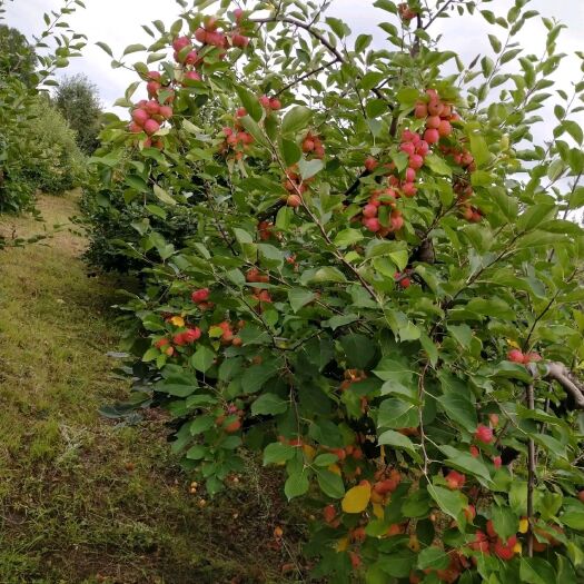 分级沙果123小苹果