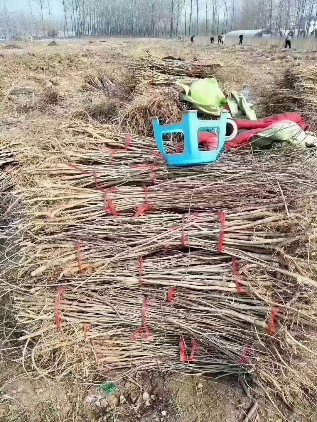 豐花紫藤樹苗紫羅蘭四季藤蔓日本長穗紫藤屋頂花園圍墻包郵批發(fā)價