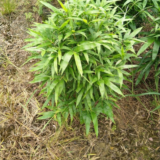 黄金罗汉竹，黄金间碧竹，金丝葫芦竹，黄金佛肚竹。