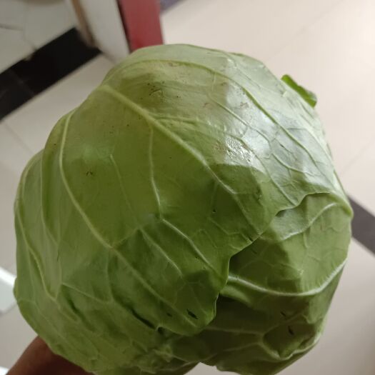 蔚县圆包菜  包菜正在热卖中，有需要的可以联系