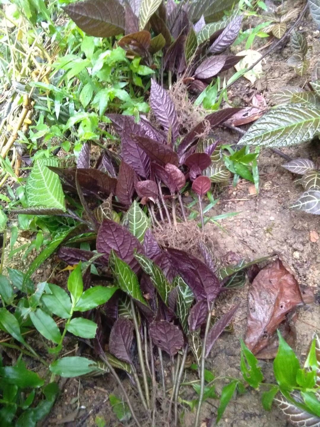 走马胎苗