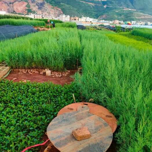 陆良县 圆柏