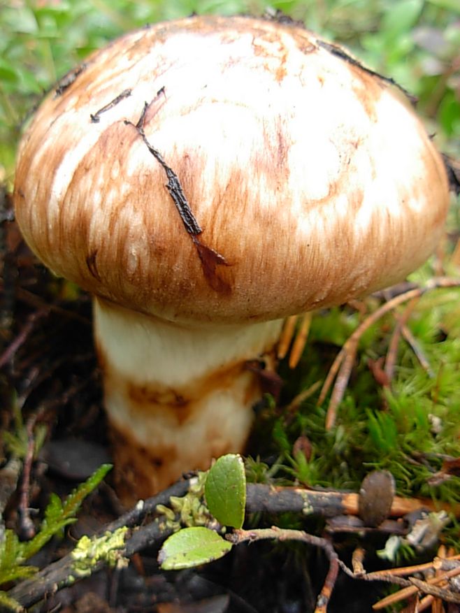 鲜松茸 云南省大理白族自治州剑川县 鲜货 5cm-7cm 未