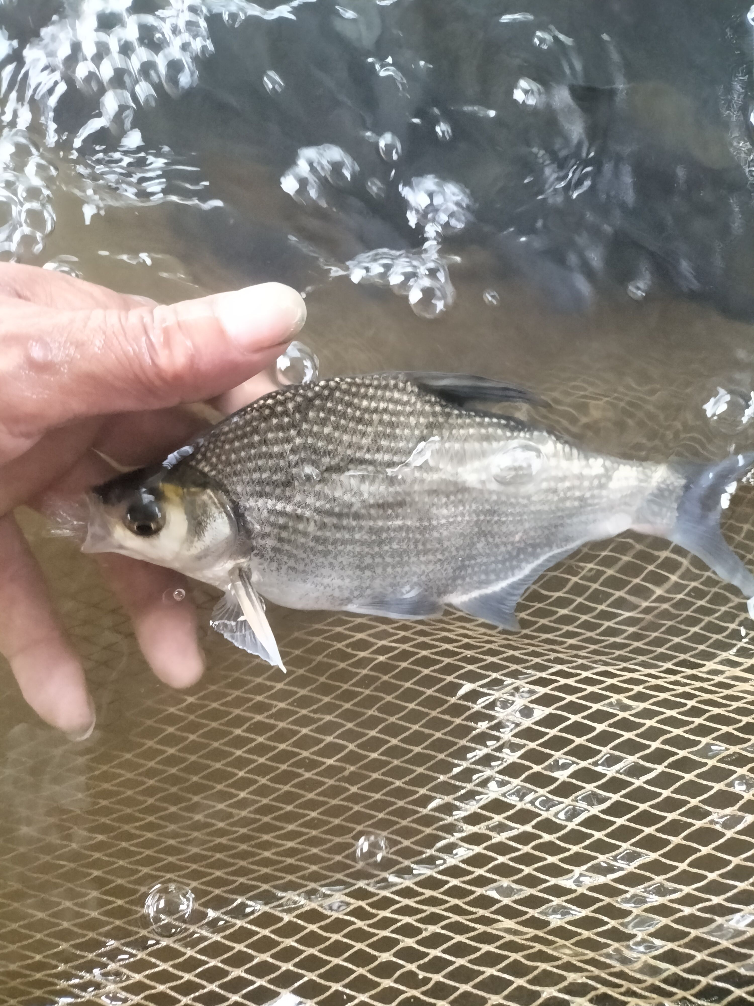 鳊鱼  精品武昌鱼