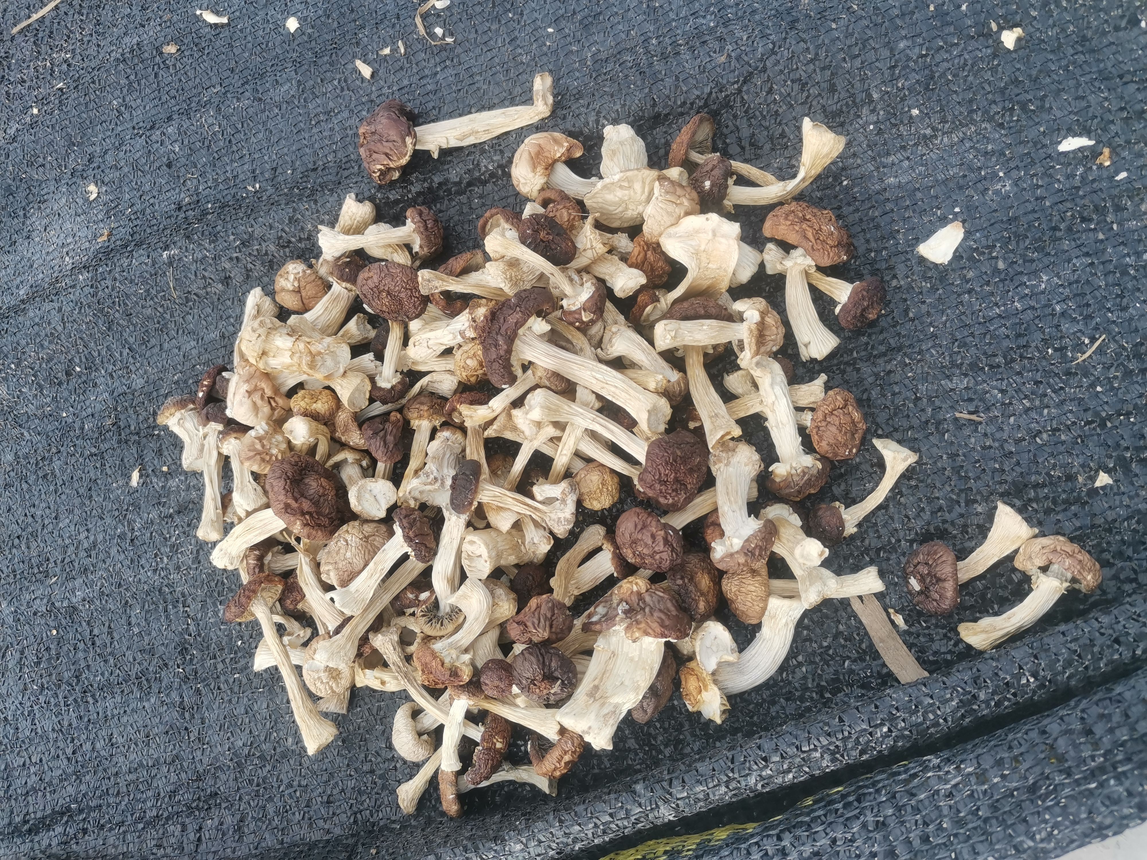 干松茸 赤松茸干品整菇，通货