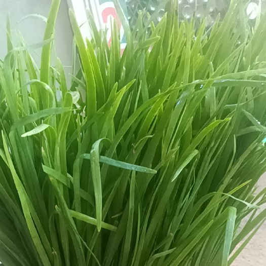 韭菜大量上市供应，各地省市代发市场地头上货