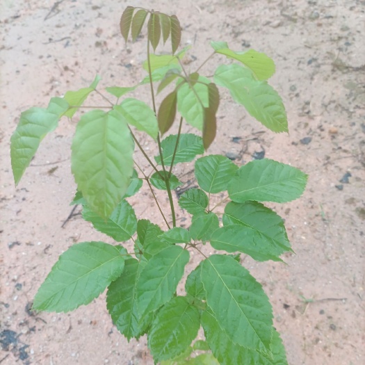 广州紫花风铃木 紫花风铃
