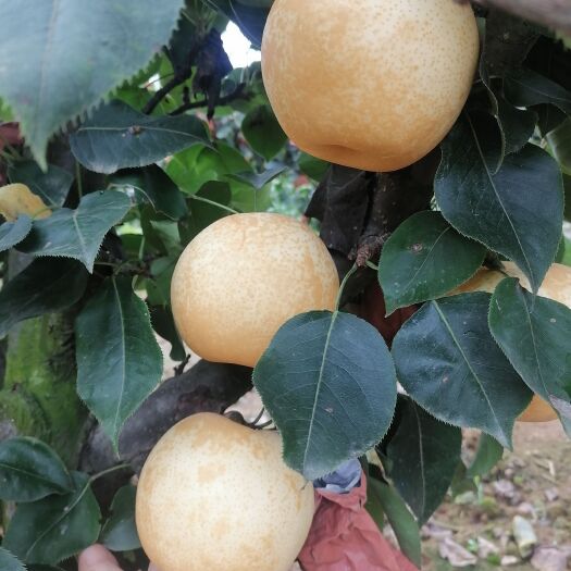 方城县 黄金梨大量现货