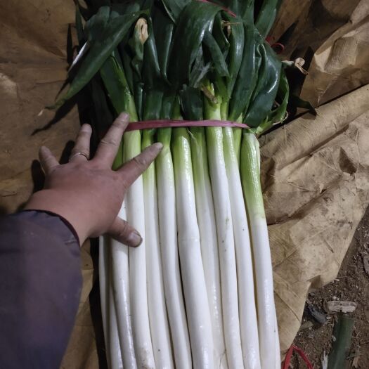 莱西市铁杆大葱  蔬菜