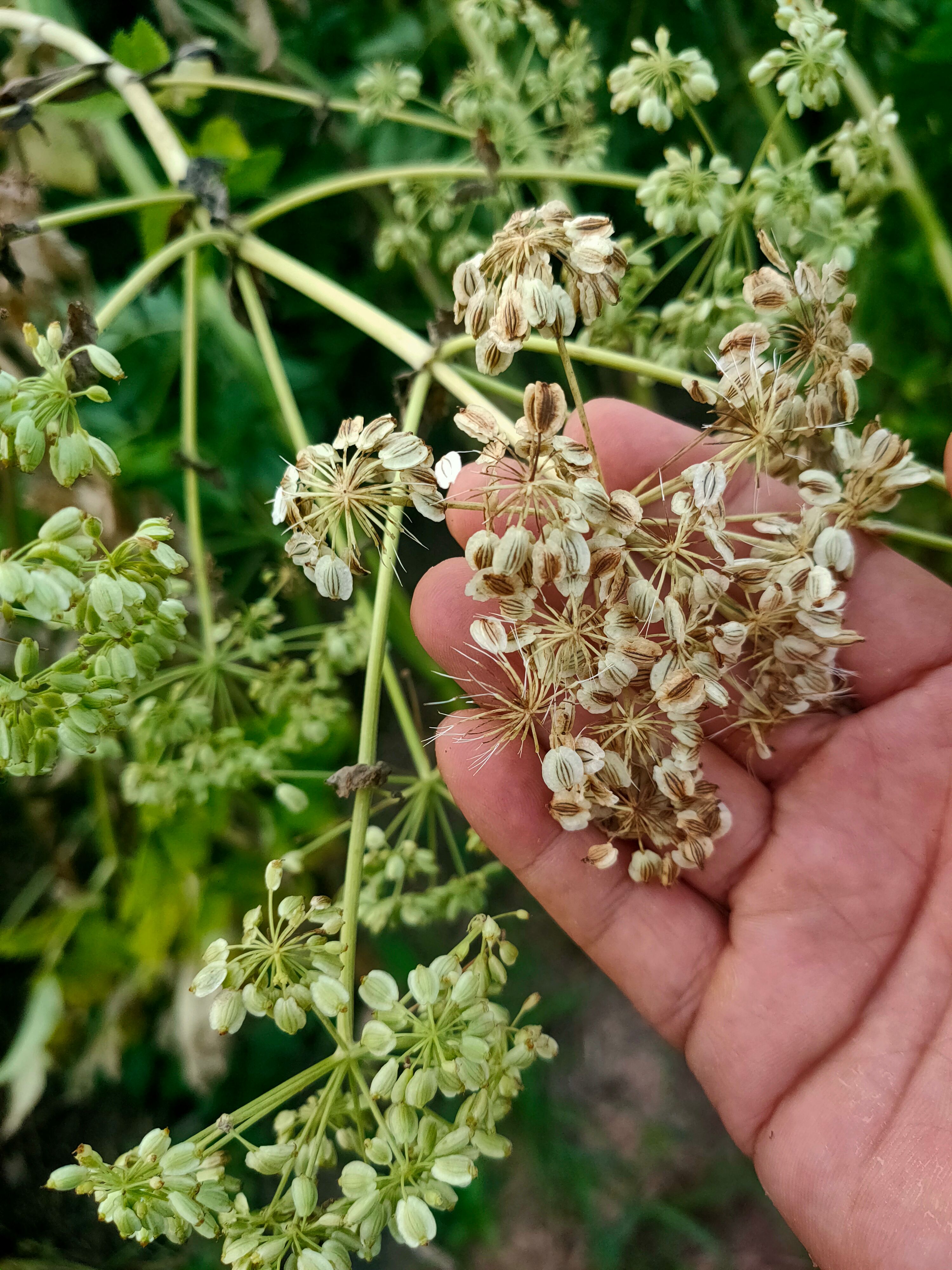白芷子