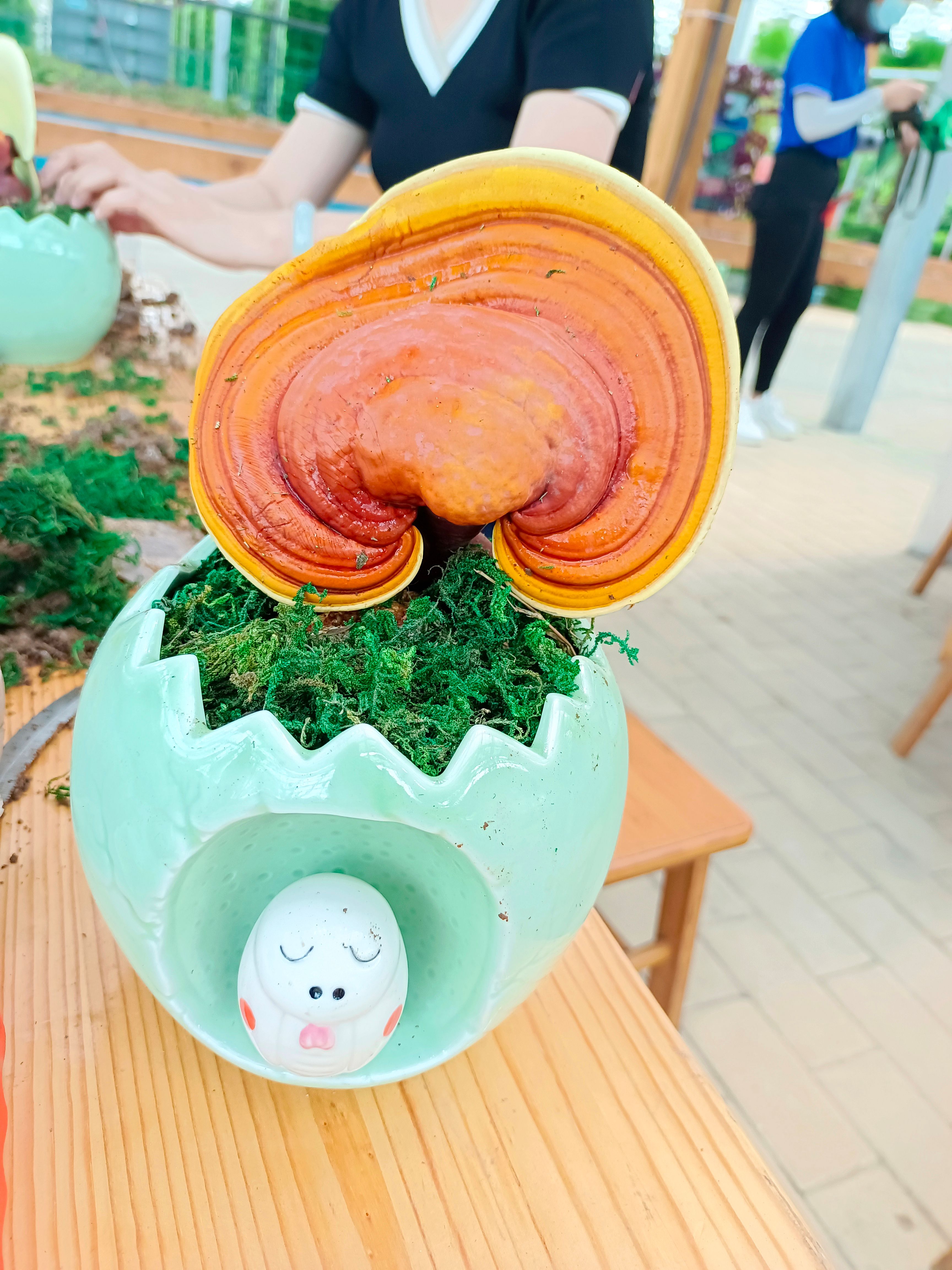 观赏灵芝 灵芝观赏盆景