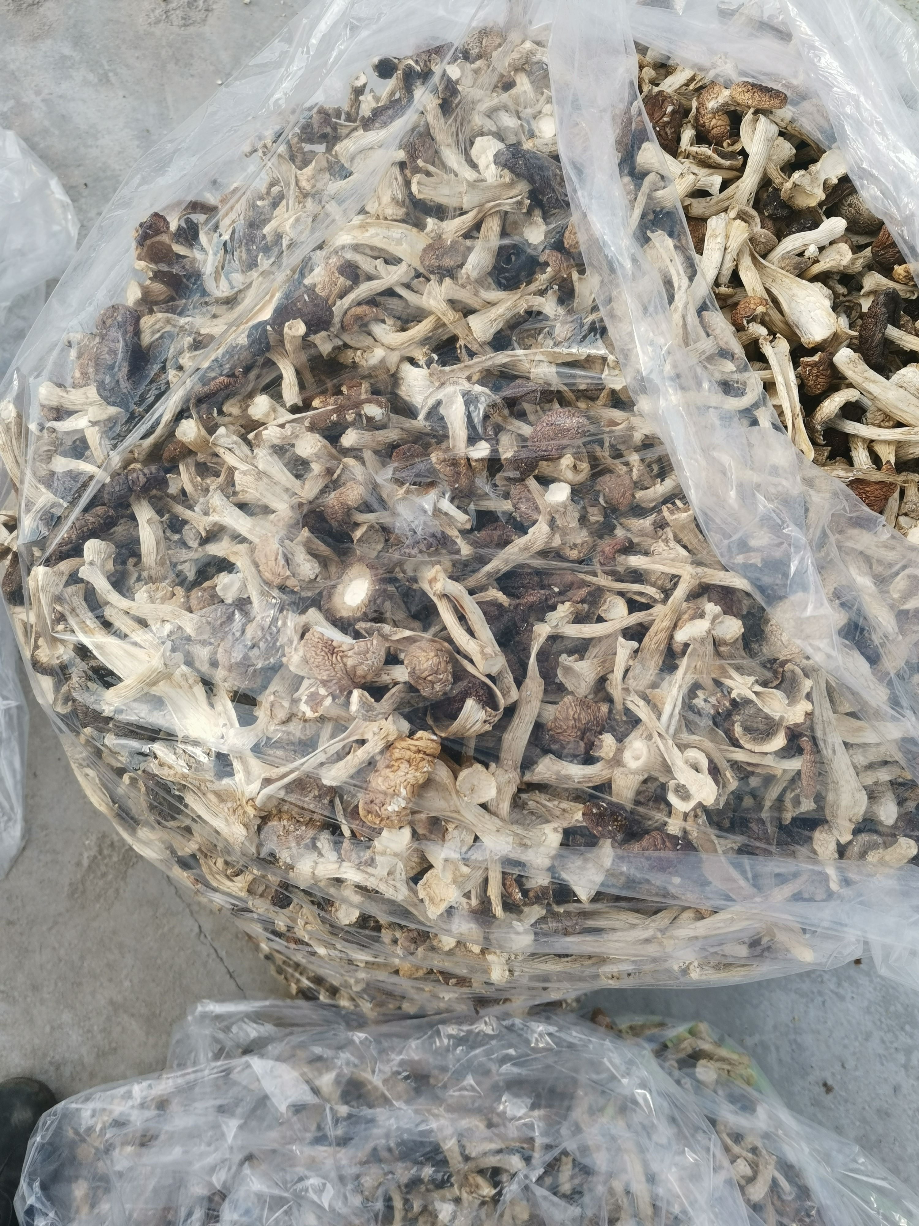 干松茸 赤松茸干品整菇，通货