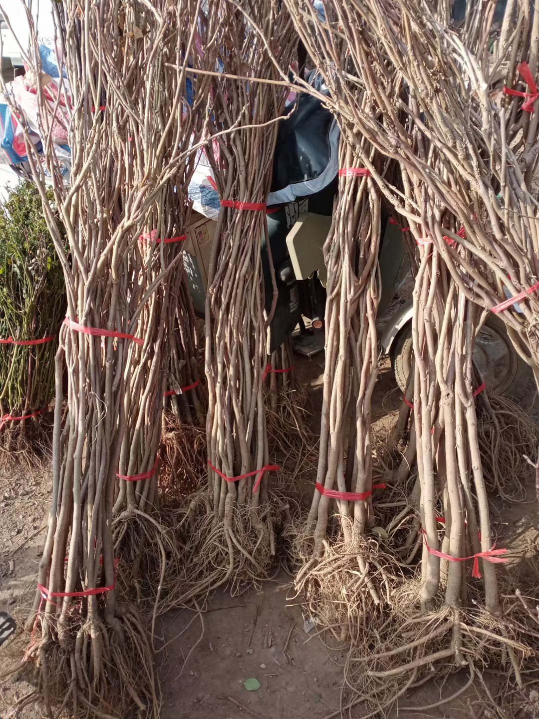 豐花紫藤樹苗紫羅蘭四季藤蔓日本長穗紫藤屋頂花園圍墻包郵批發(fā)價