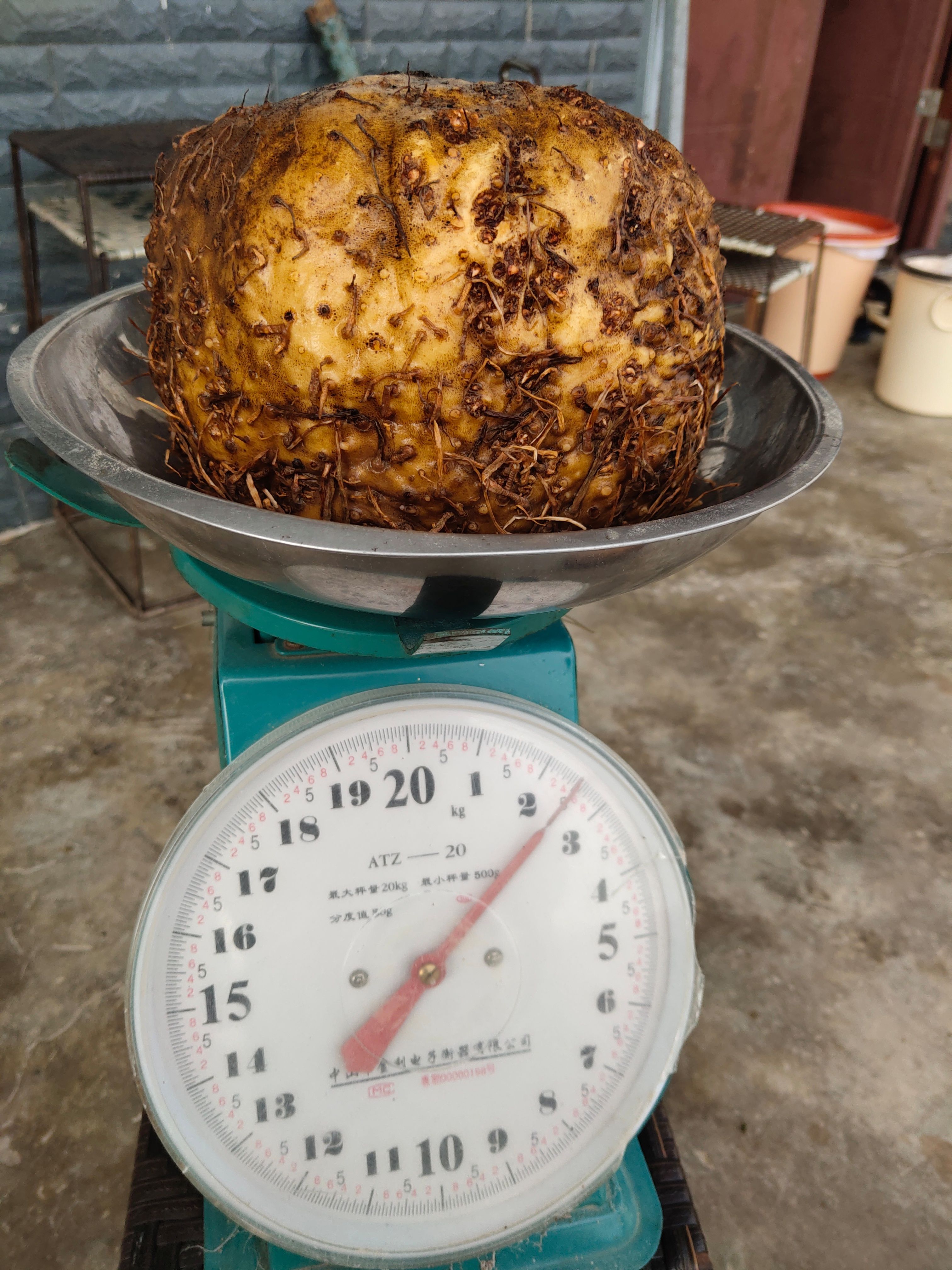 魔芋商品魔芋珠芽黄魔芋