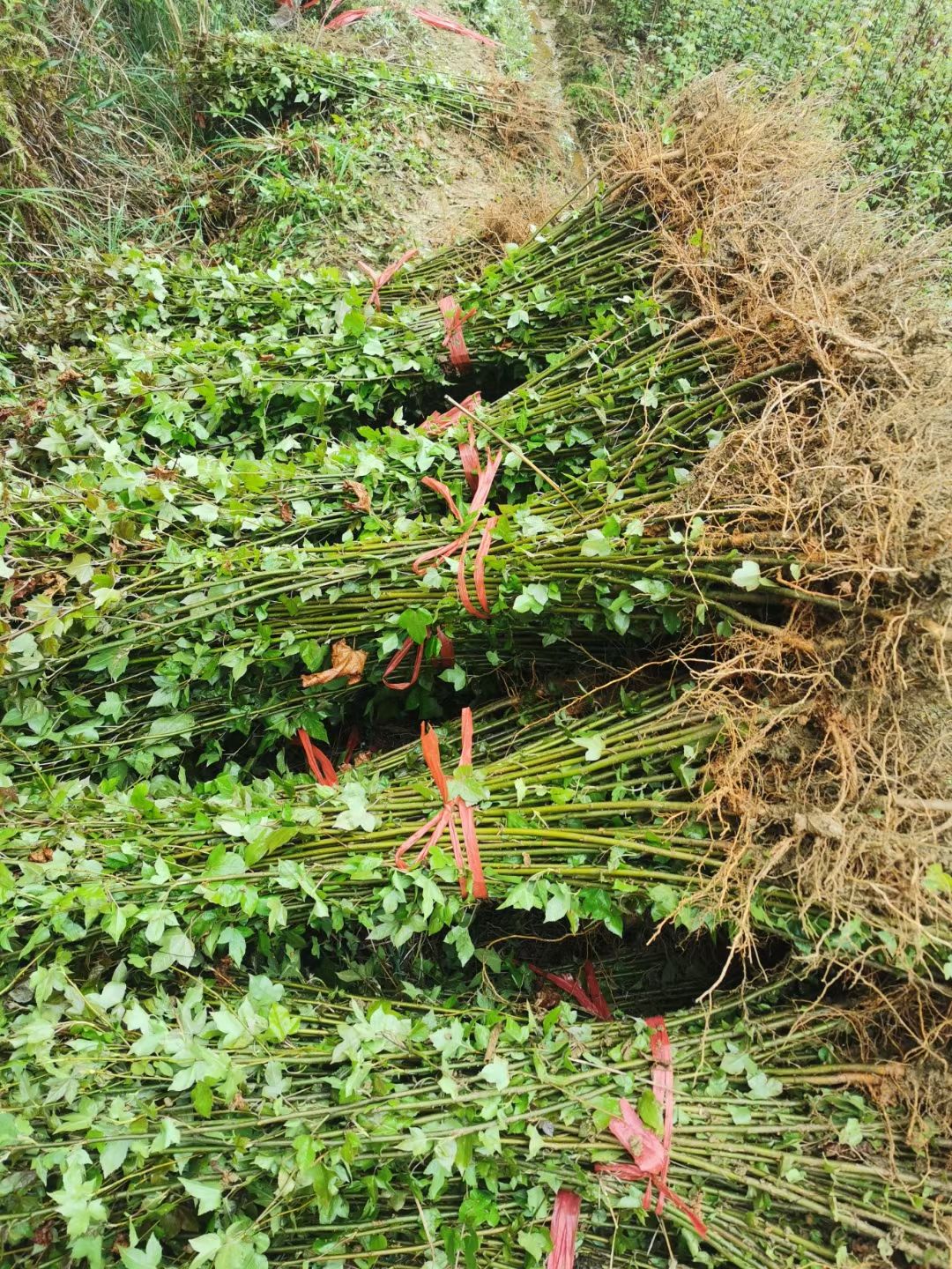 枫香树 枫香小苗批发，江西九江枫香杯苗基地，农户自产自销价格优惠枫香