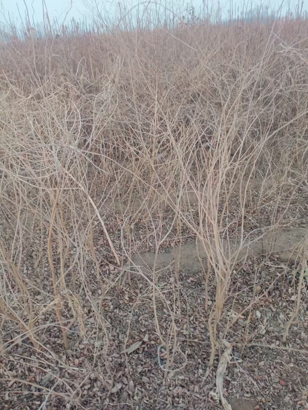 豐花紫藤樹苗紫羅蘭四季藤蔓日本長穗紫藤屋頂花園圍墻包郵批發(fā)價