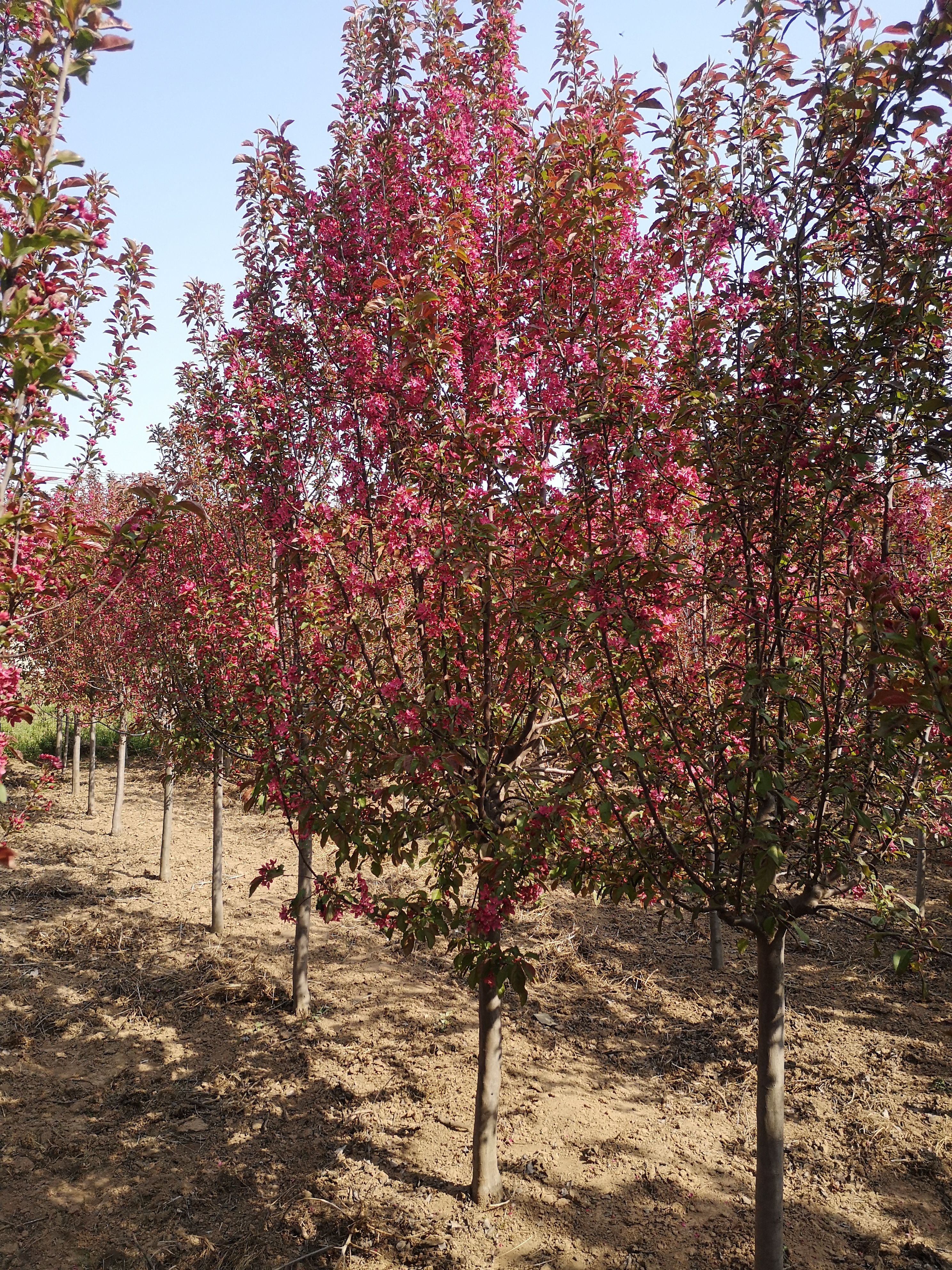 北美海棠  绚丽海棠