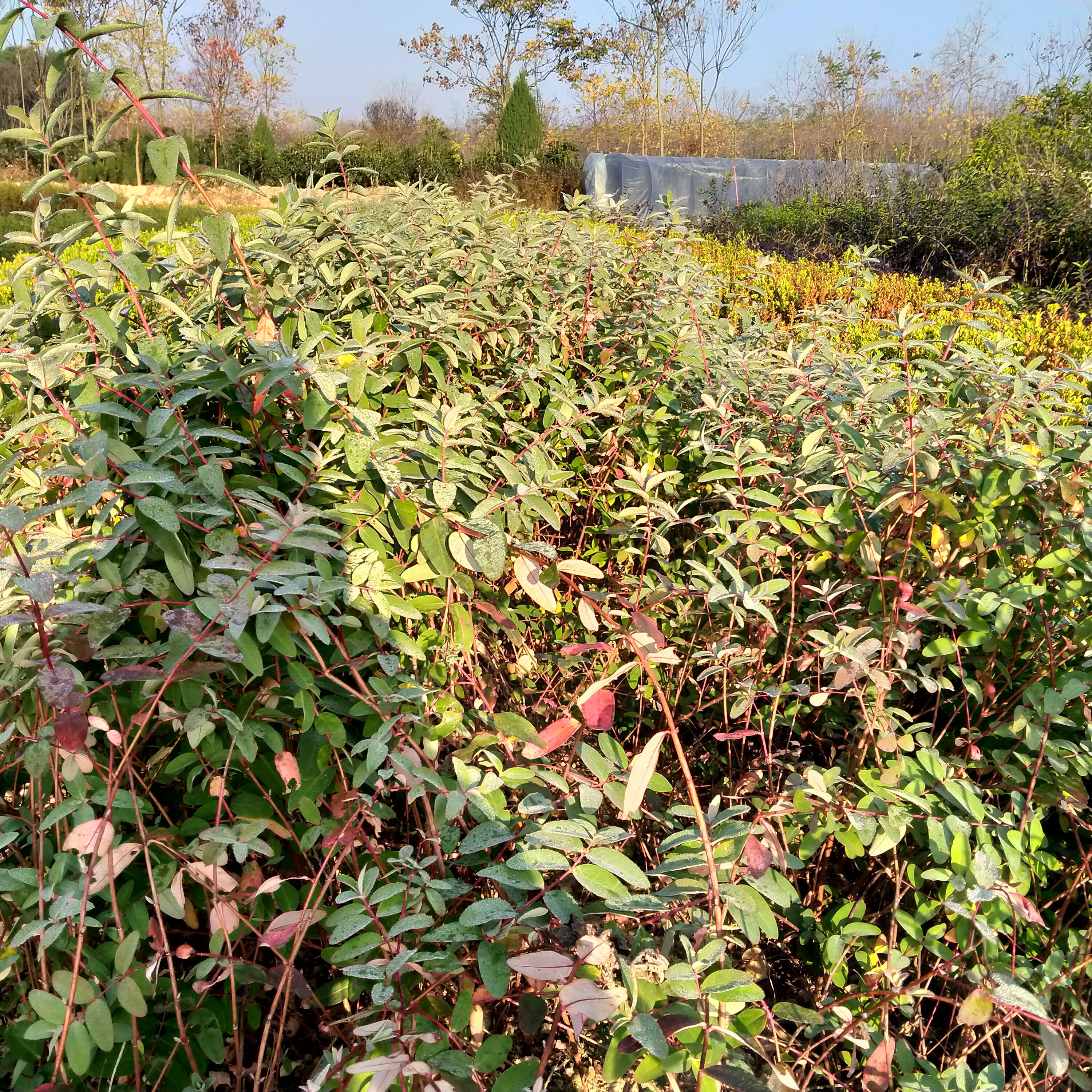 金丝桃苗圃基地 直销金丝桃树苗 价格优惠