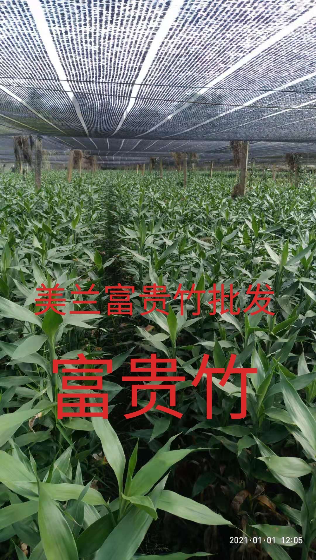 富贵竹  红朱焦，绿朱焦