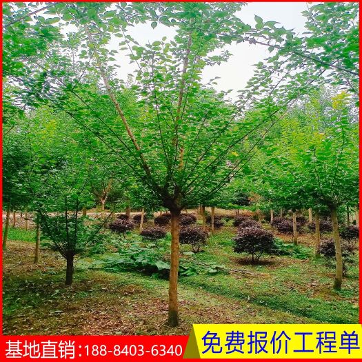 成都红梅树4-15公分基地直销