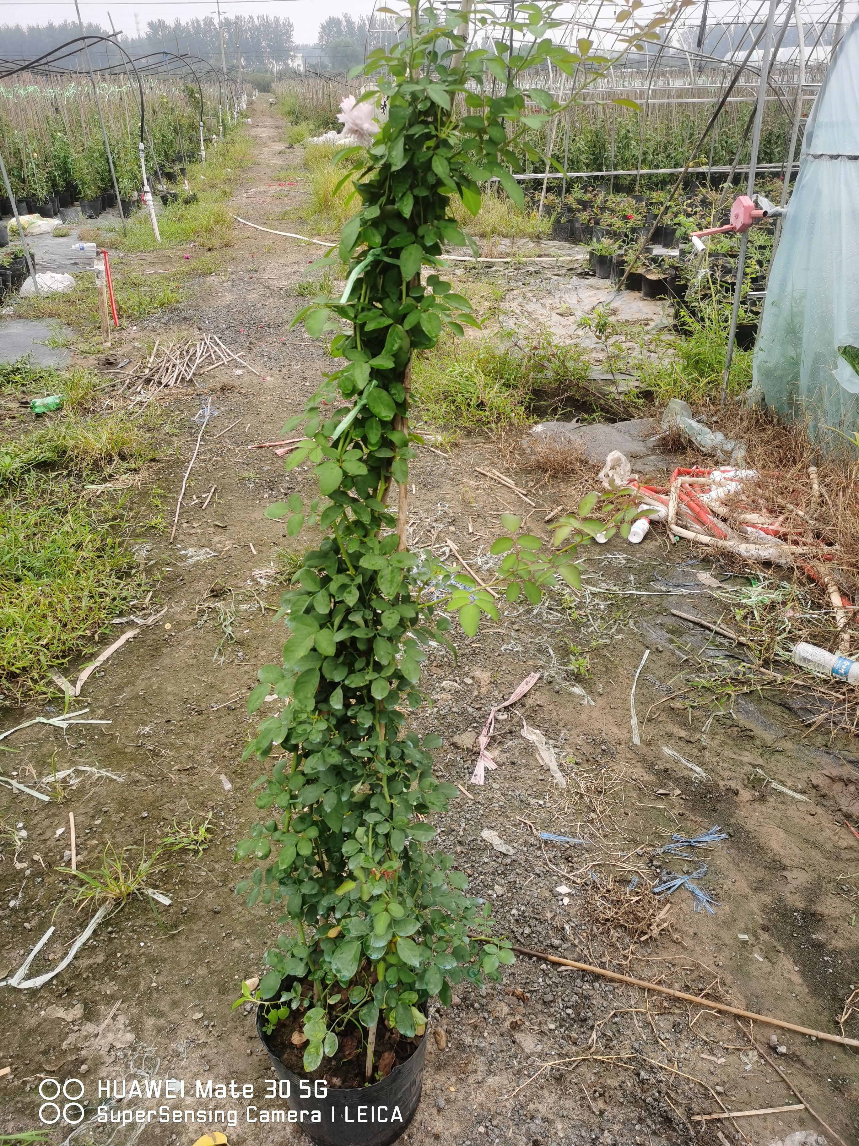 常年出售藤本月季欧洲月季爬藤月季，大小规格齐全