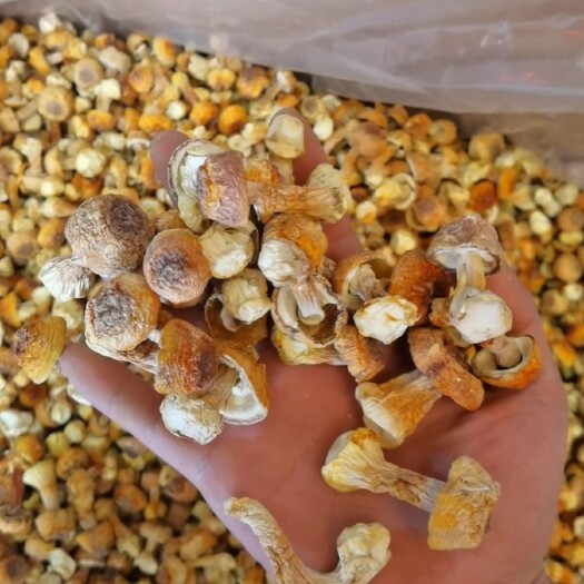 武汉干松茸  云南特产姬松茸。巴西菇干度好。味道香