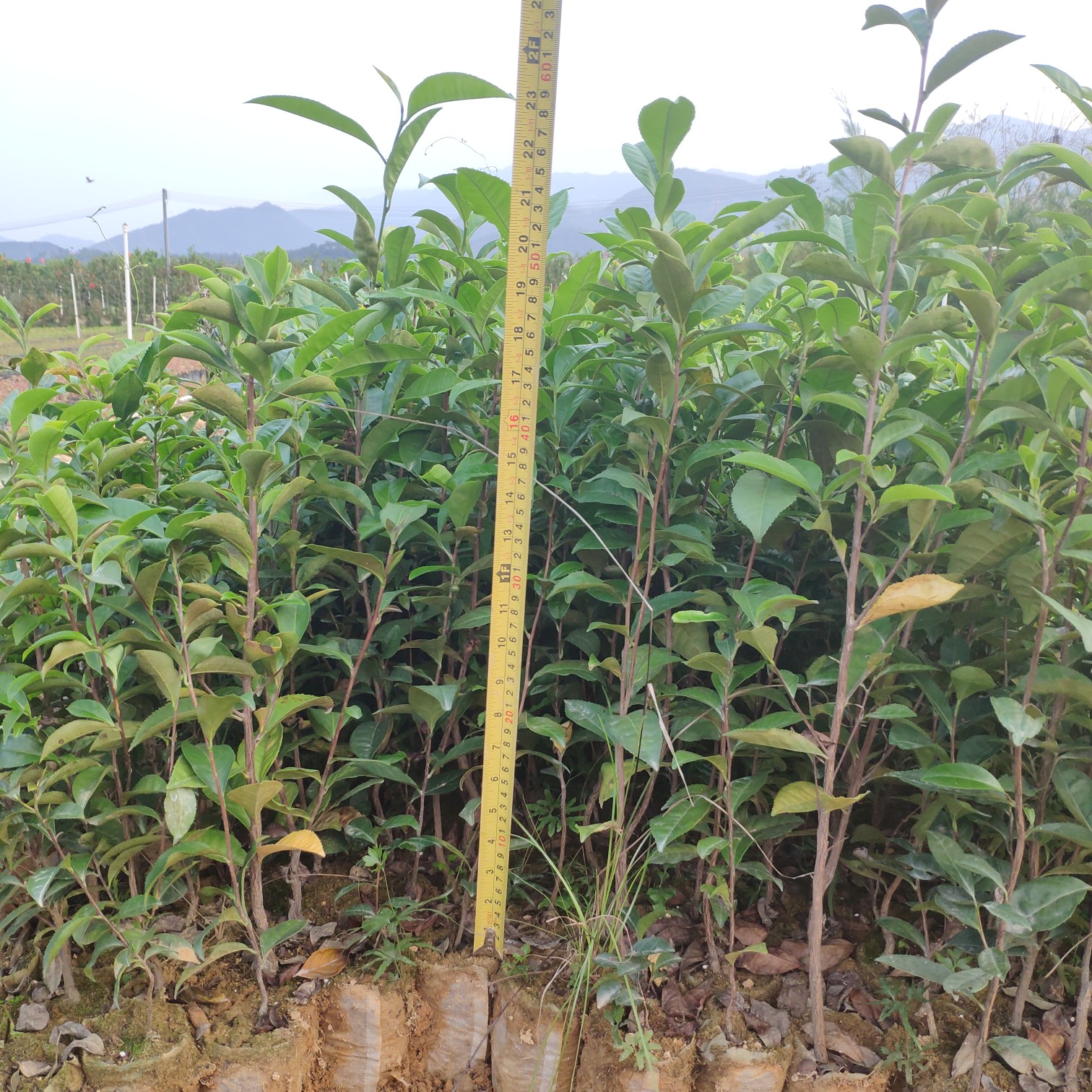 正宗仙人茶山籽茶客家山茶苗新品茶苗惠东仙人茶食