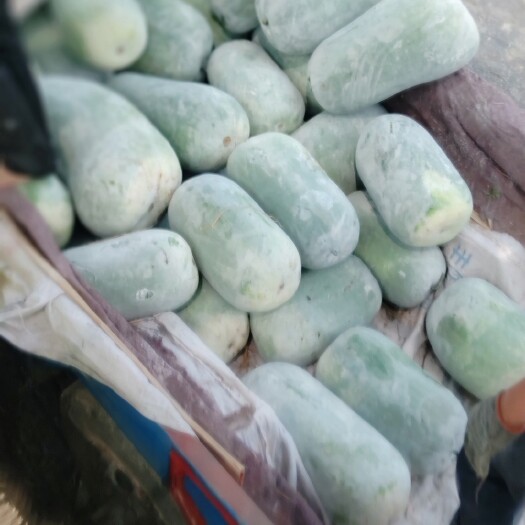临颍县白皮冬瓜 七月二十号上市 冬瓜海南白冬瓜