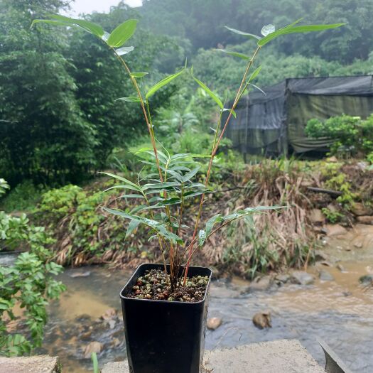 南靖县寒竹  日本红竹红观音竹子室内造景盆栽