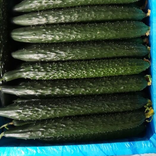 莘县刺黄瓜  莘县精品黄瓜