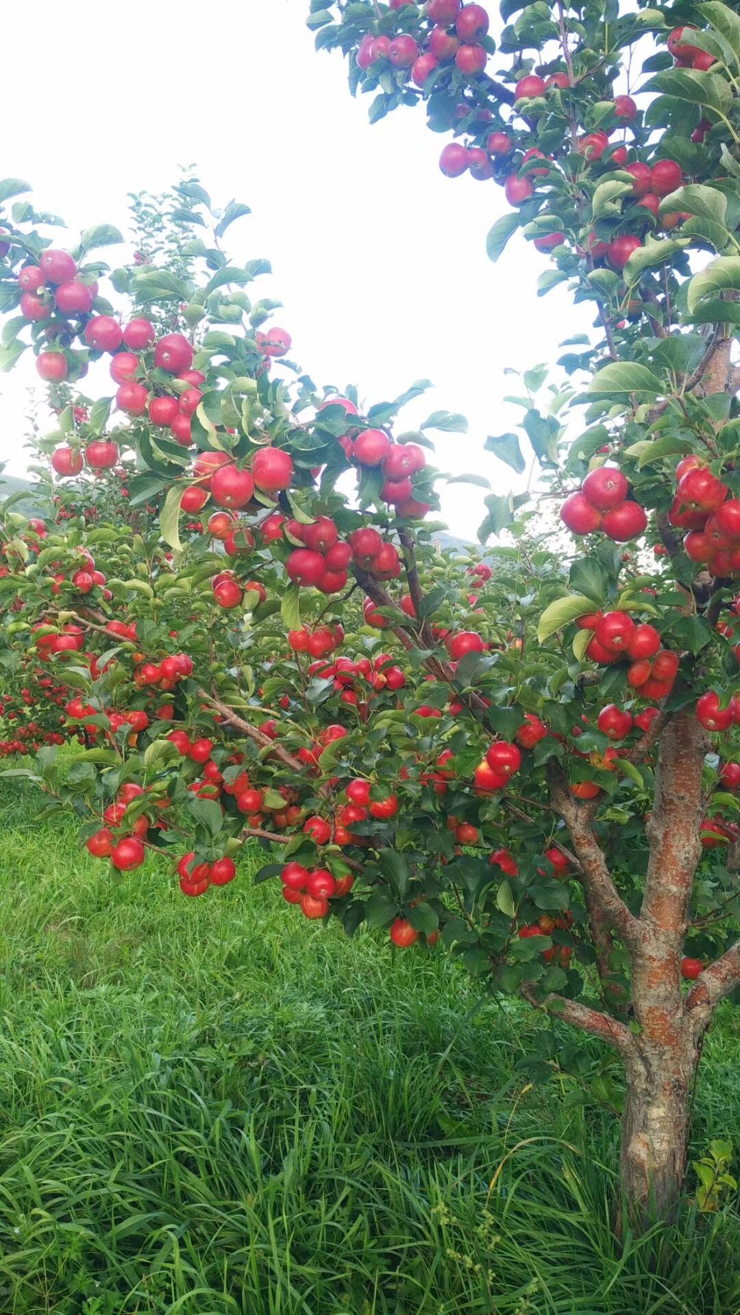 赤峰沙果，123小苹果