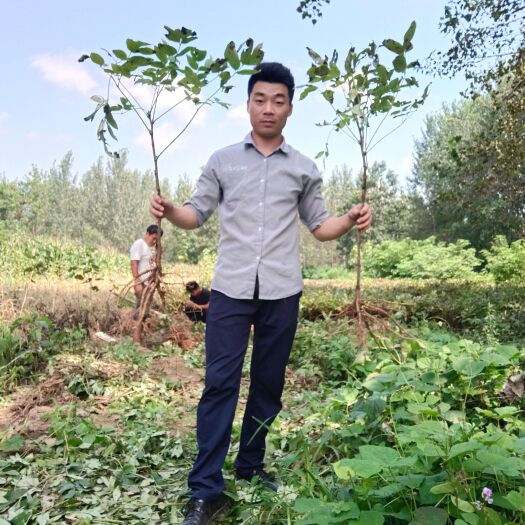亳州三牡丹苗，当年开花结果夹，产地直供现挖，成活率高。