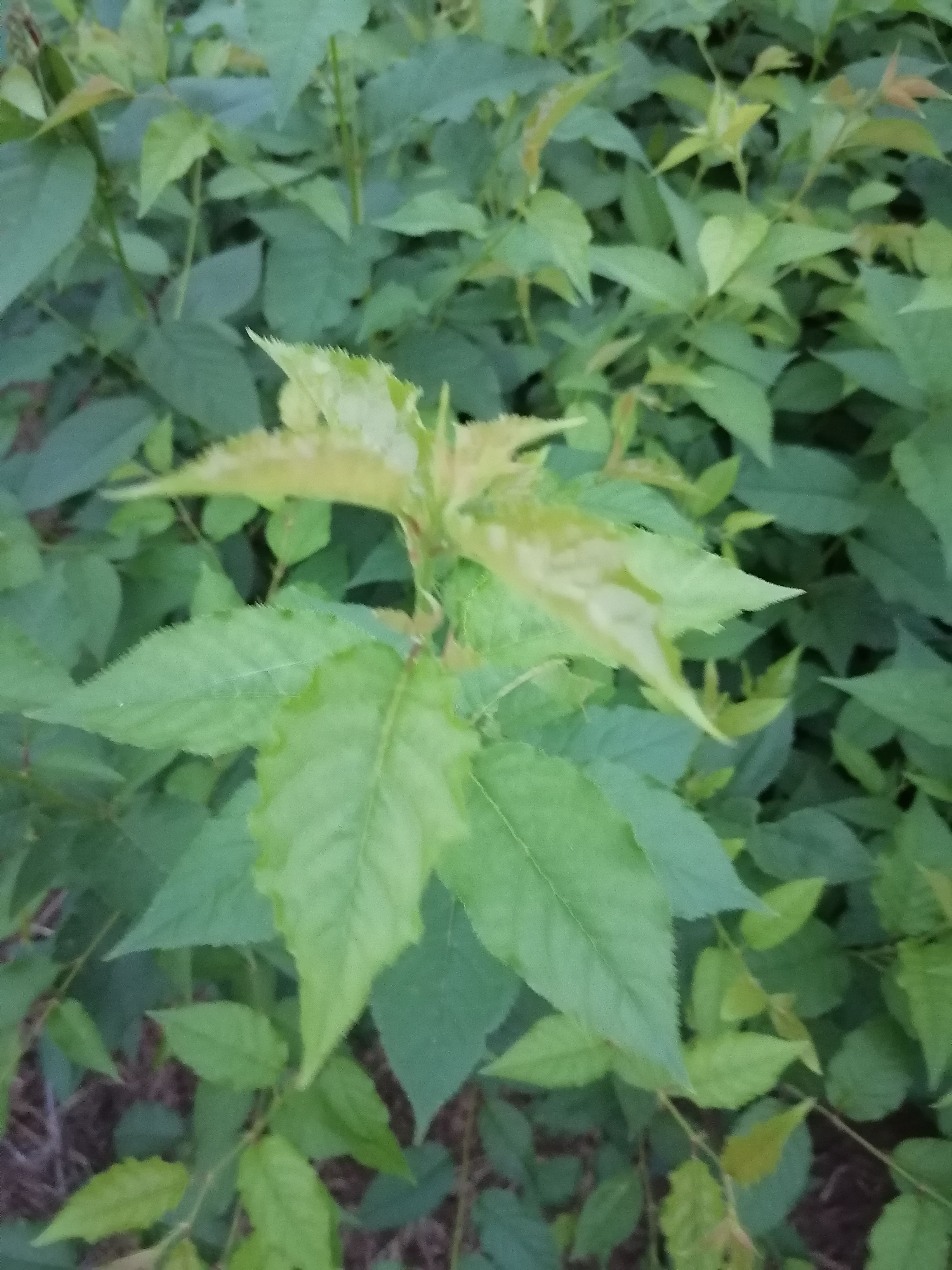 大青叶樱桃芽苗山樱桃苗待嫁苗野樱桃苗毛秧毛苗樱花砧木樱桃砧木