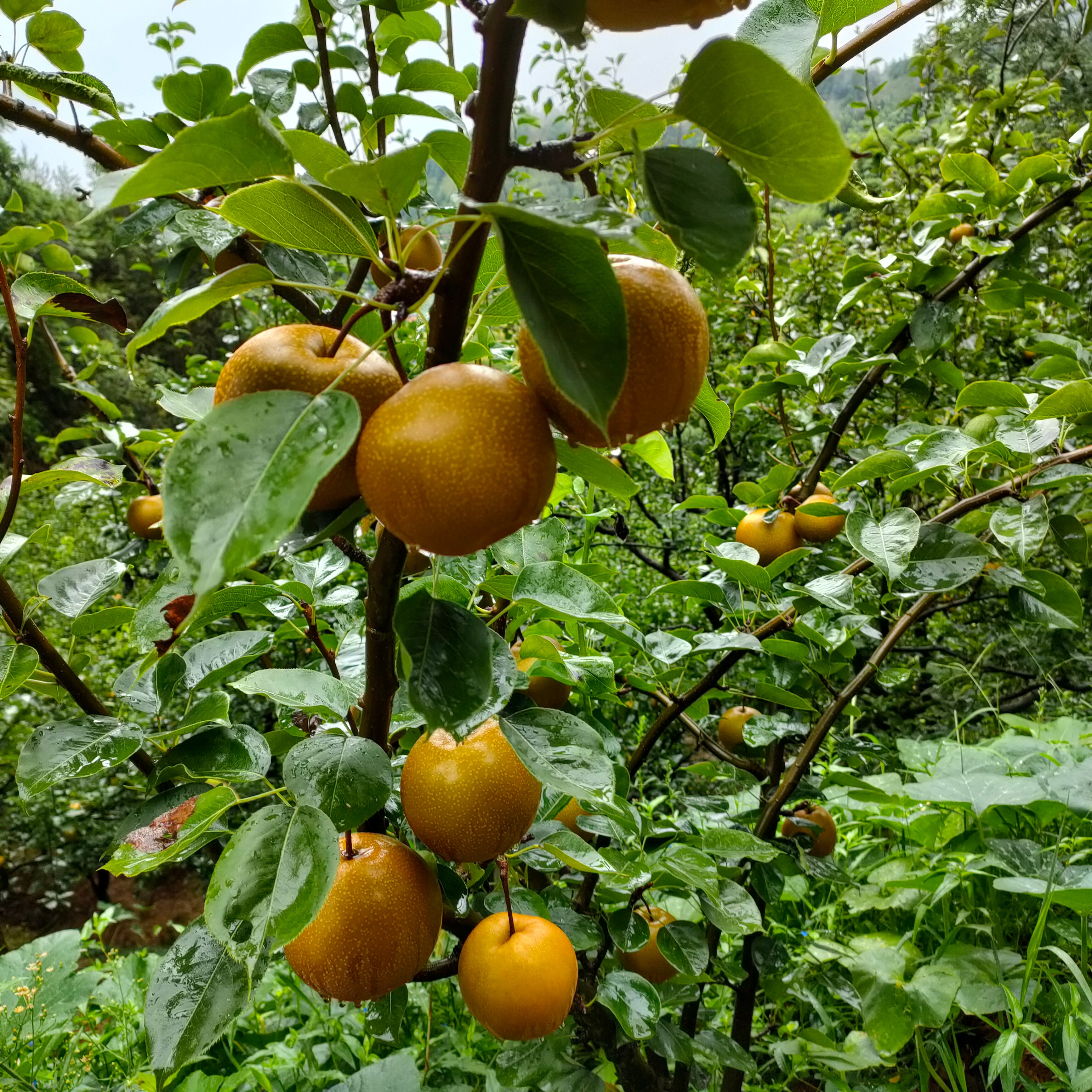  怀化正宗金秋梨原地