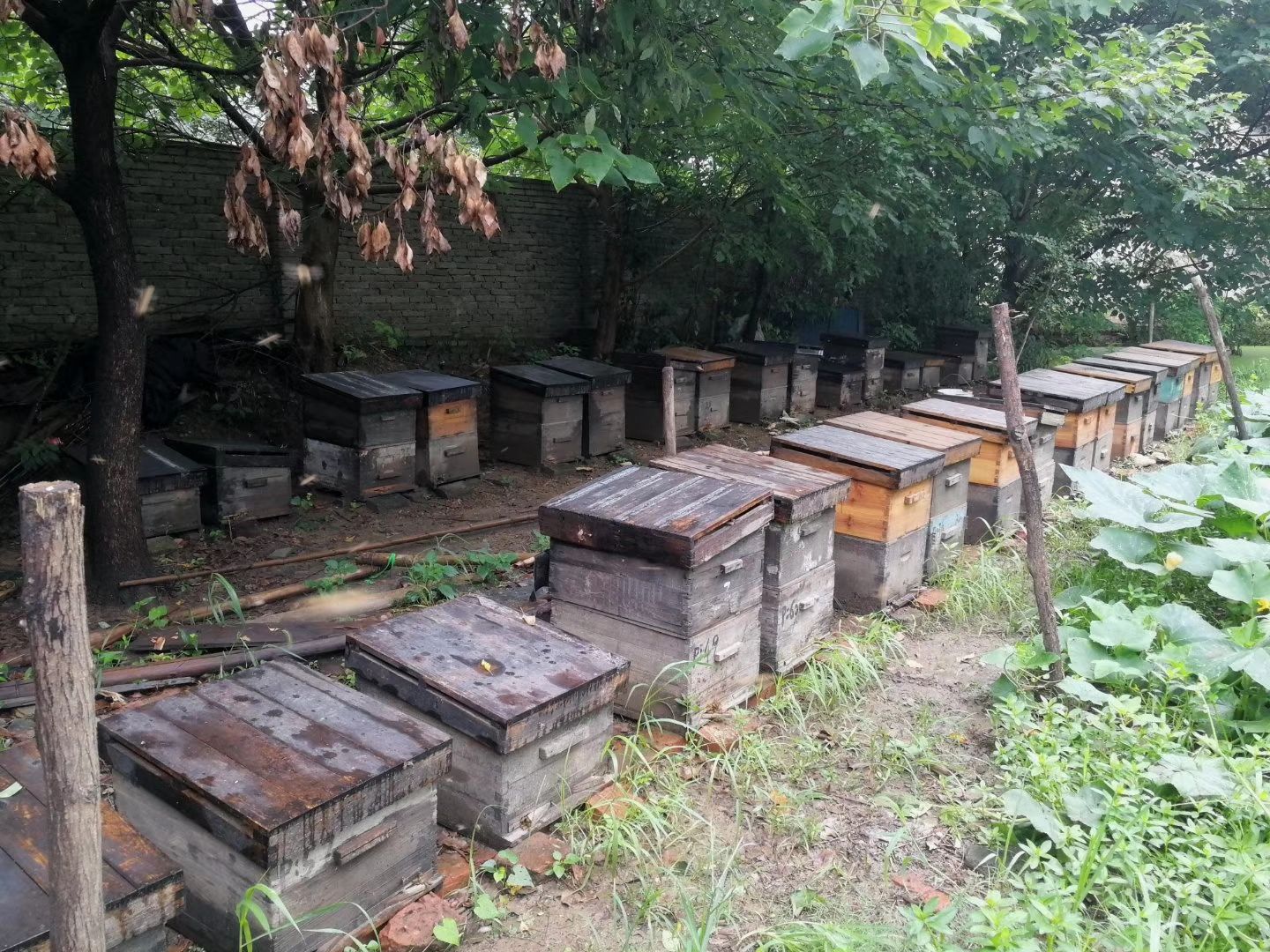 黄陂木兰山荆条蜜1700斤