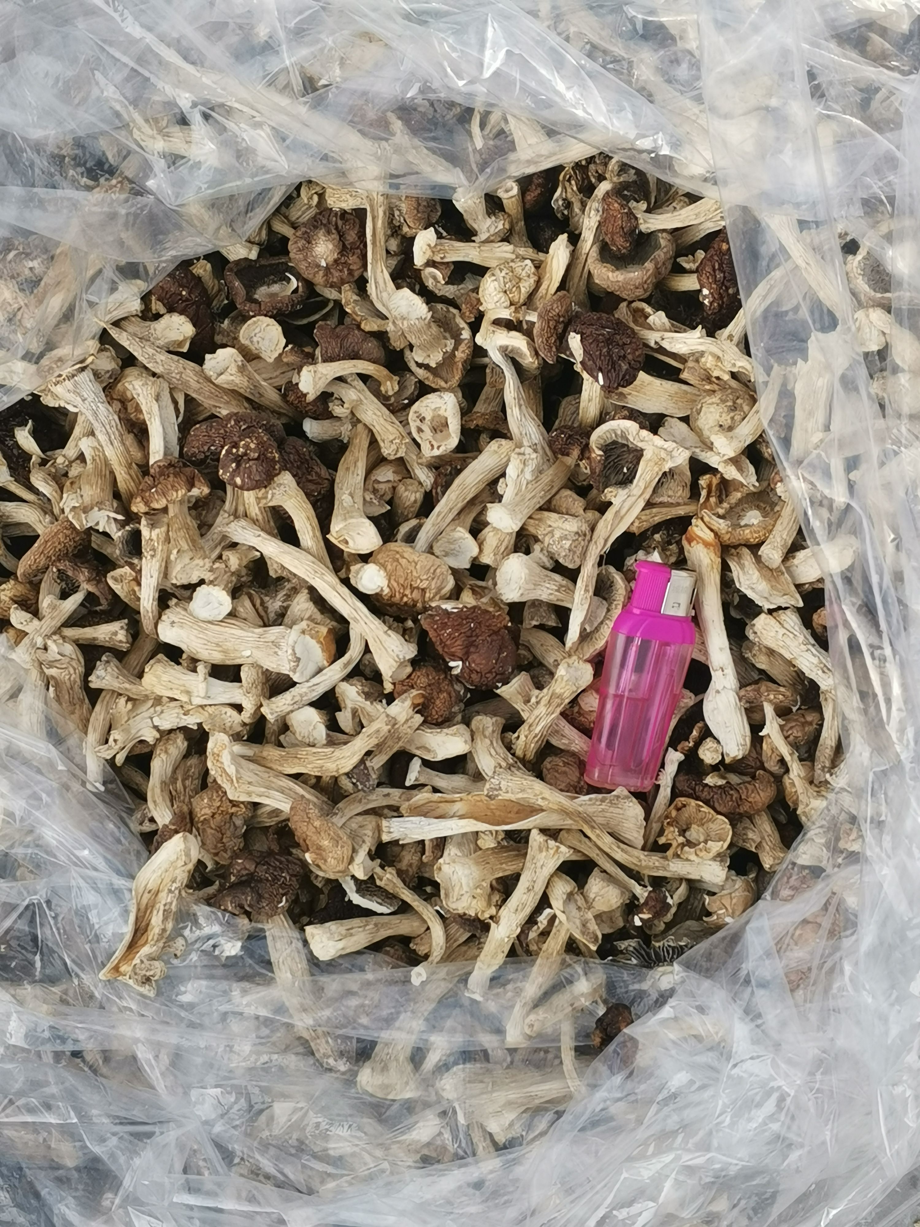 干松茸 赤松茸干品整菇，通货