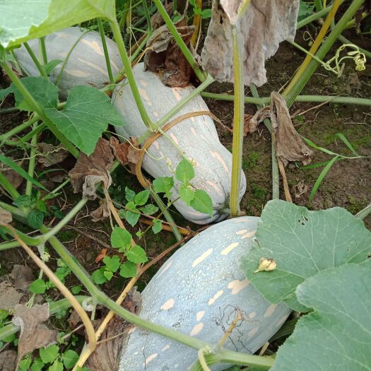 遵义蜜本南瓜，实时釆摘，欢迎实地看样釆购