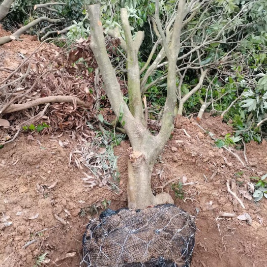广州桂味荔枝苗 15-20桂味荔枝树