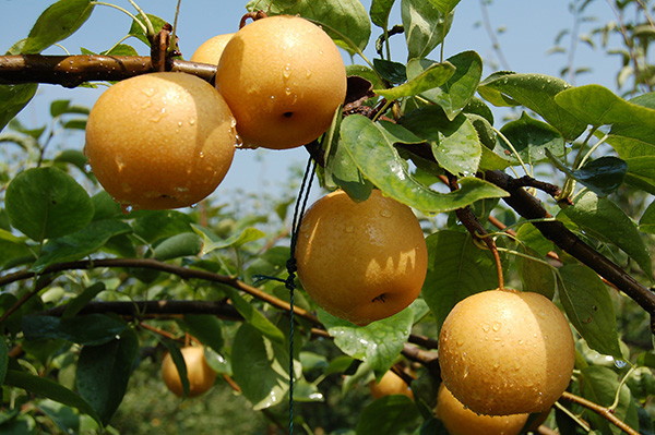  圆黄梨子大量上市中