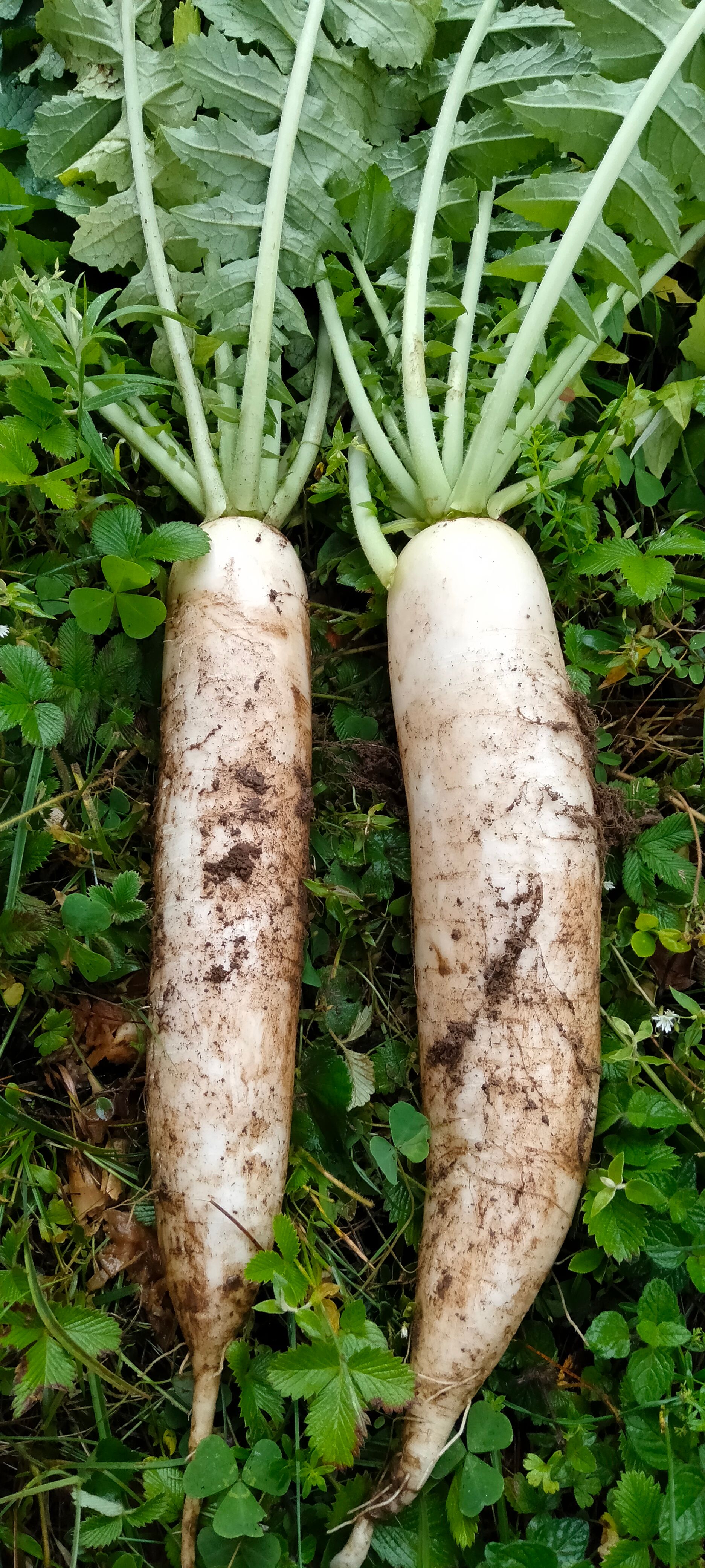 [白萝卜批发]白萝卜 萝卜价格1400元/吨 - 惠农网