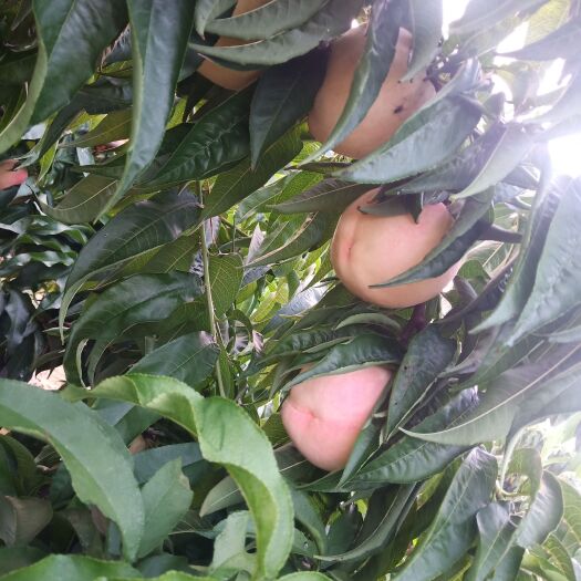 砀山县 莱山蜜桃，开始上市了