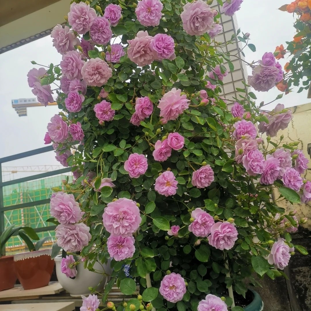 常年出售藤本月季欧洲月季爬藤月季，大小规格齐全