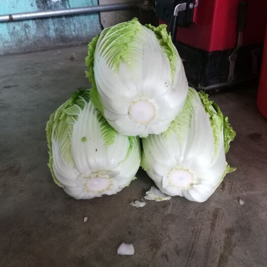 蔚县 旱地黄心大白菜，质量好耐运输，存放时间长，有现货