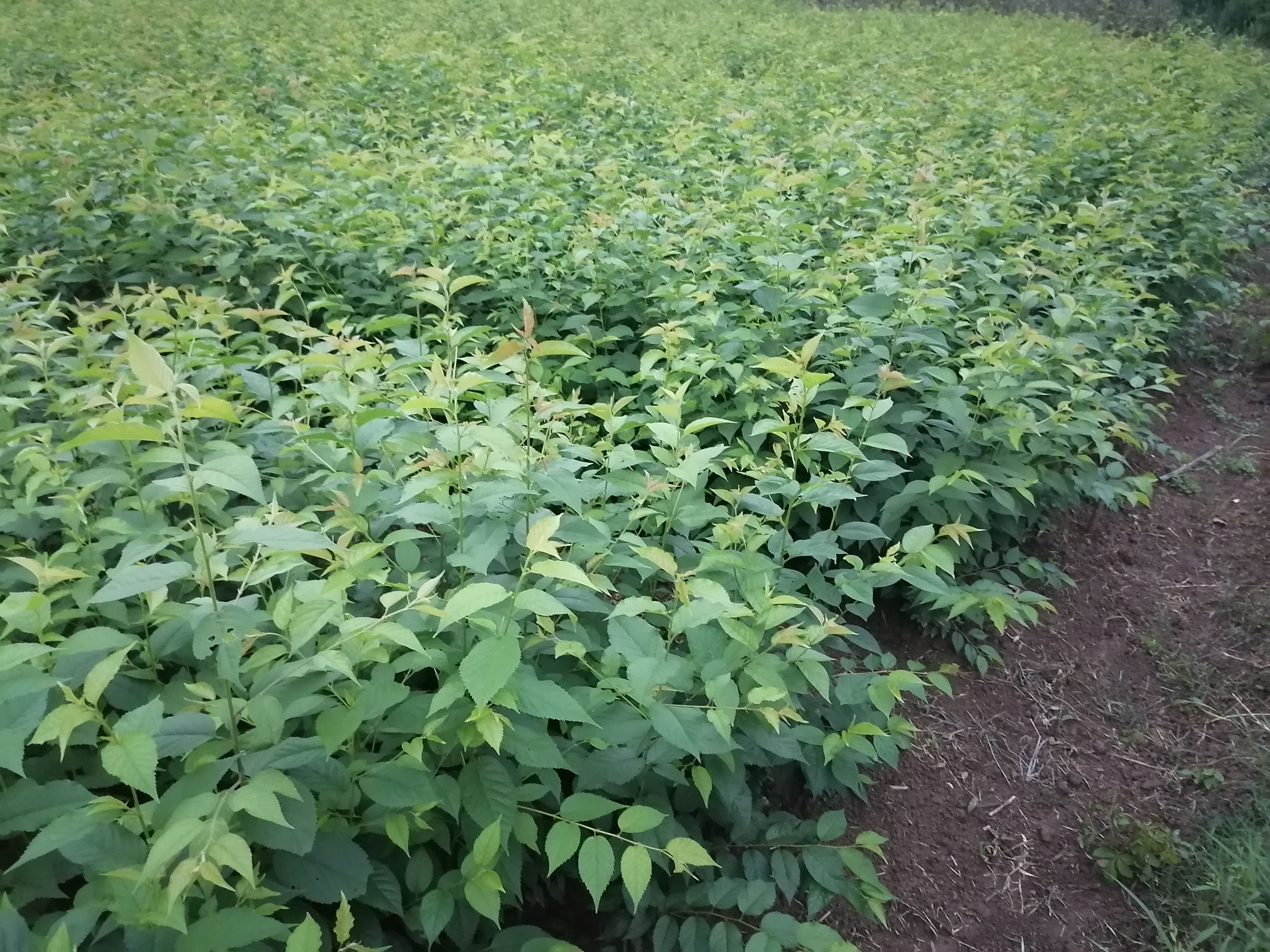 大青叶樱桃芽苗山樱桃苗待嫁苗野樱桃苗毛秧毛苗樱花砧木樱桃砧木