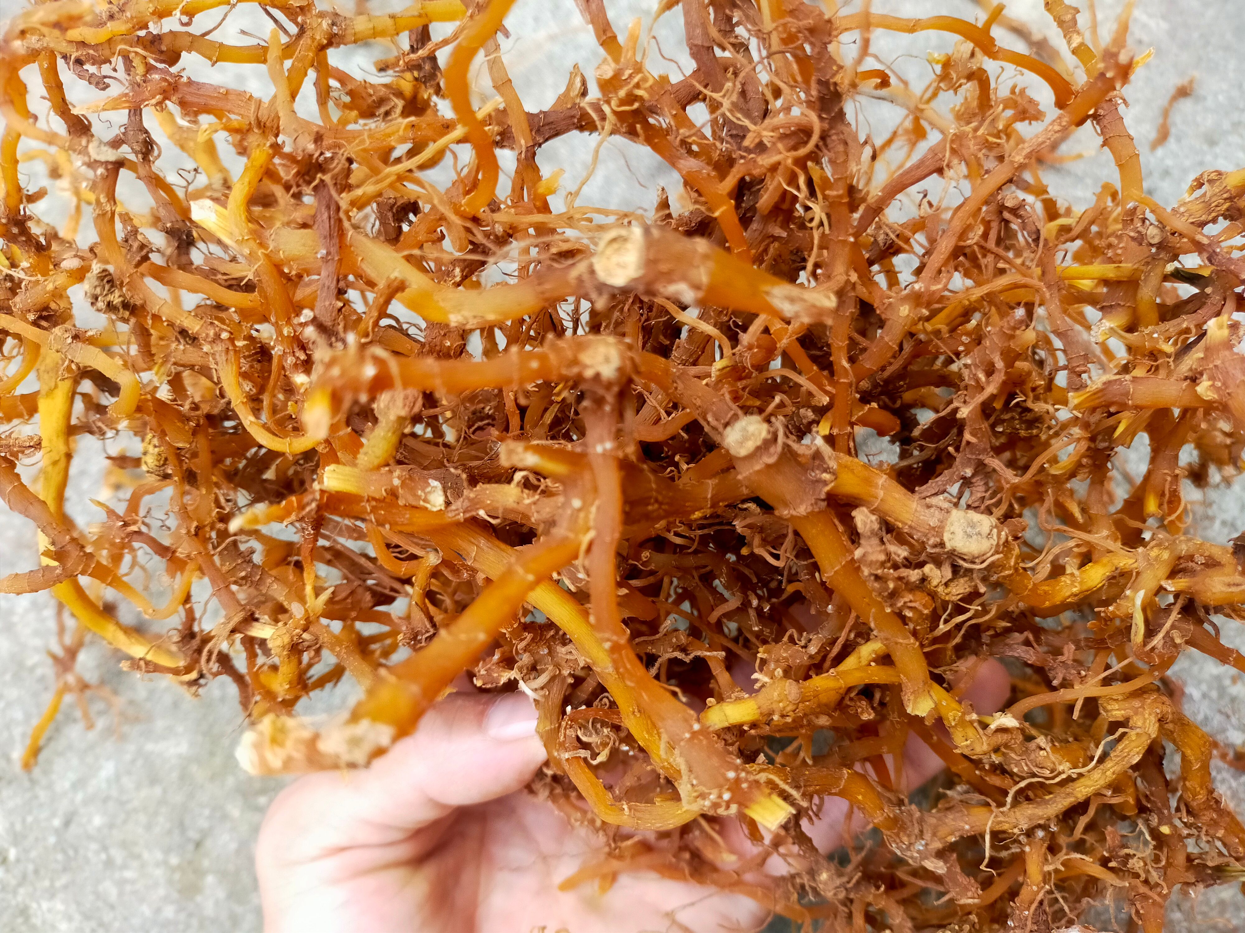 昆明 黄金七 /白毛七 /竹根七