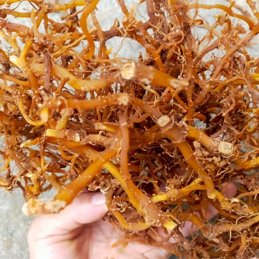 昆明 黄金七 /白毛七 /竹根七