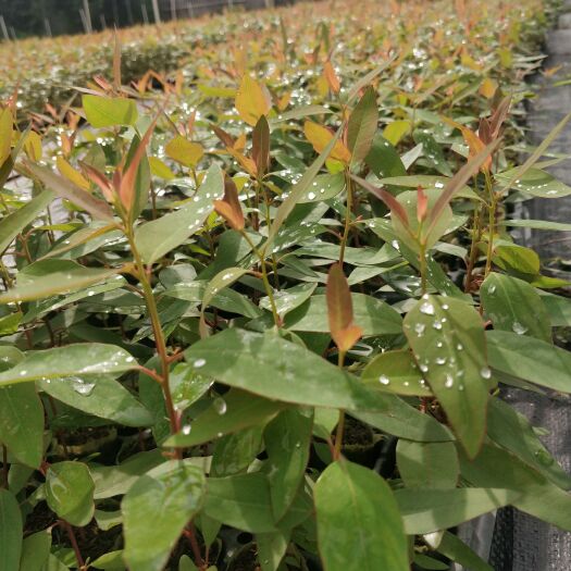 遂溪县29号桉树苗，26号 -28号-K3多种规格都有！详细请咨询