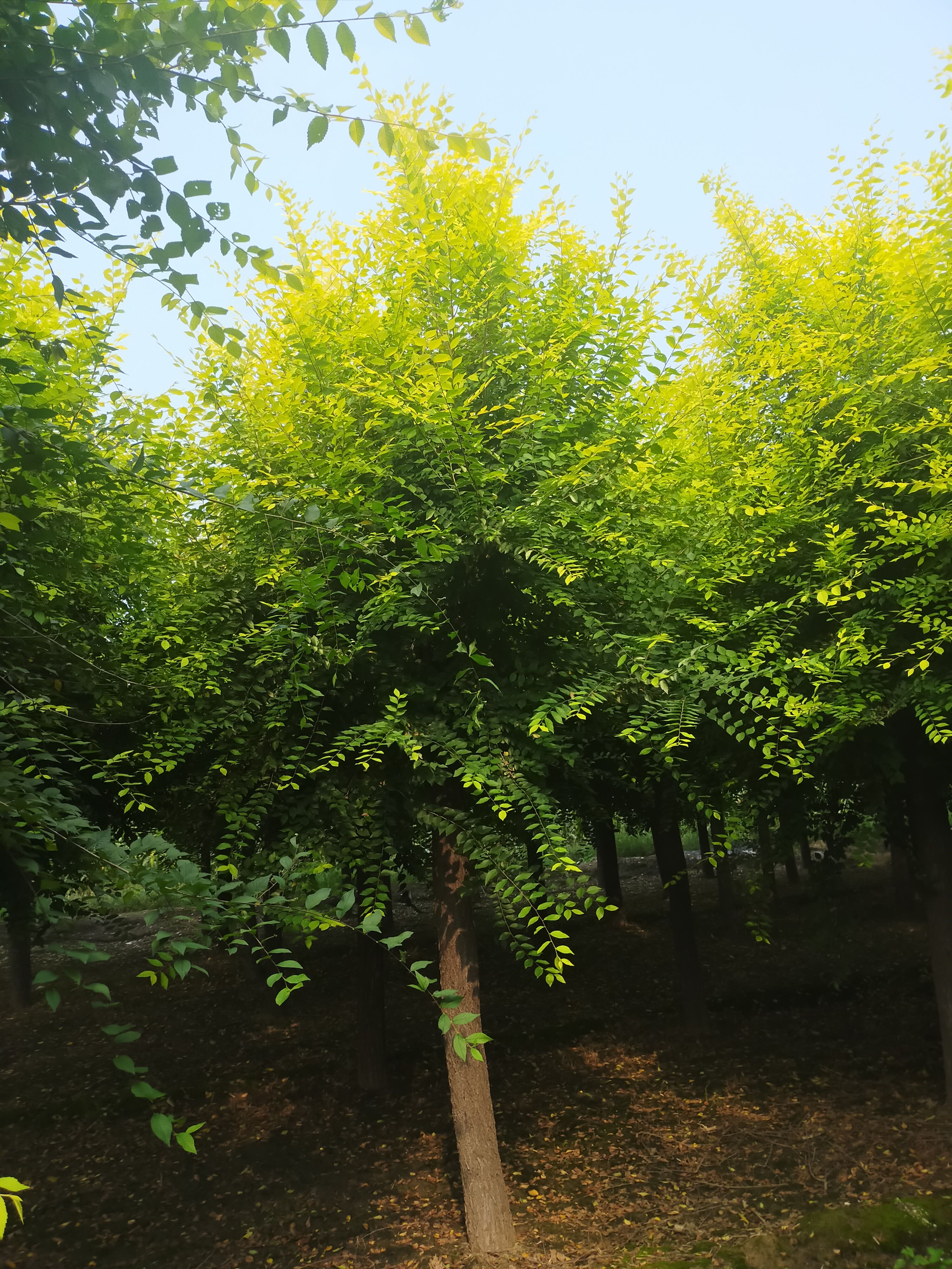  金叶榆，15公分金叶榆