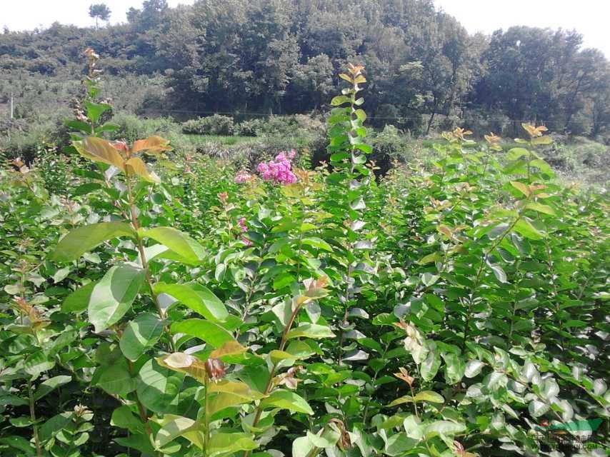 红火箭紫薇 苗圃基地大量供应紫薇小苗1－2公分，江西九江紫薇苗农户自家种